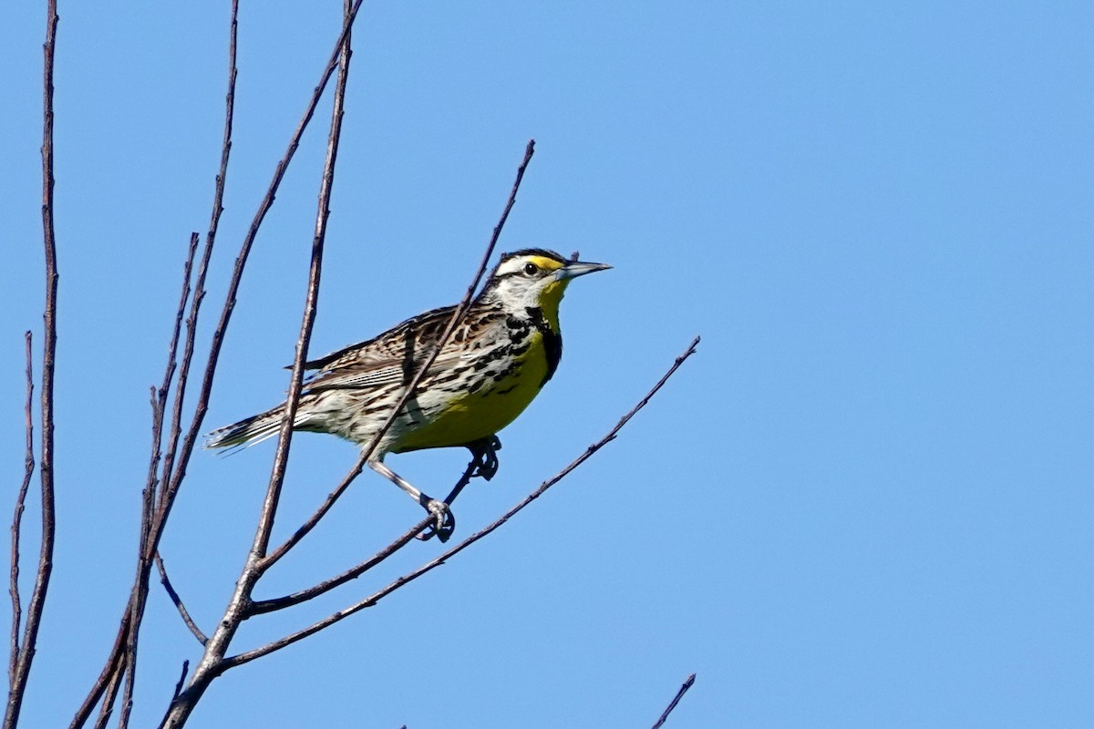 Eastern Meadowlark - ML620273324
