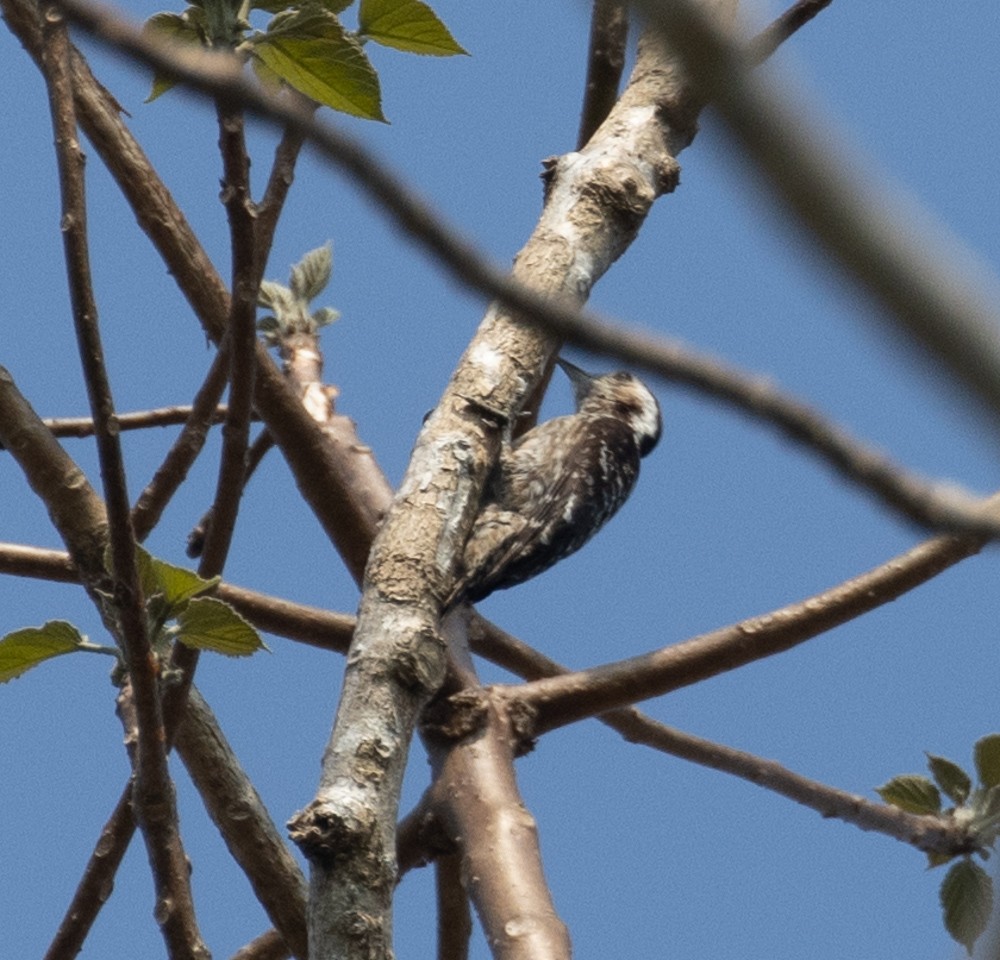 Gray-capped Pygmy Woodpecker - ML620273331