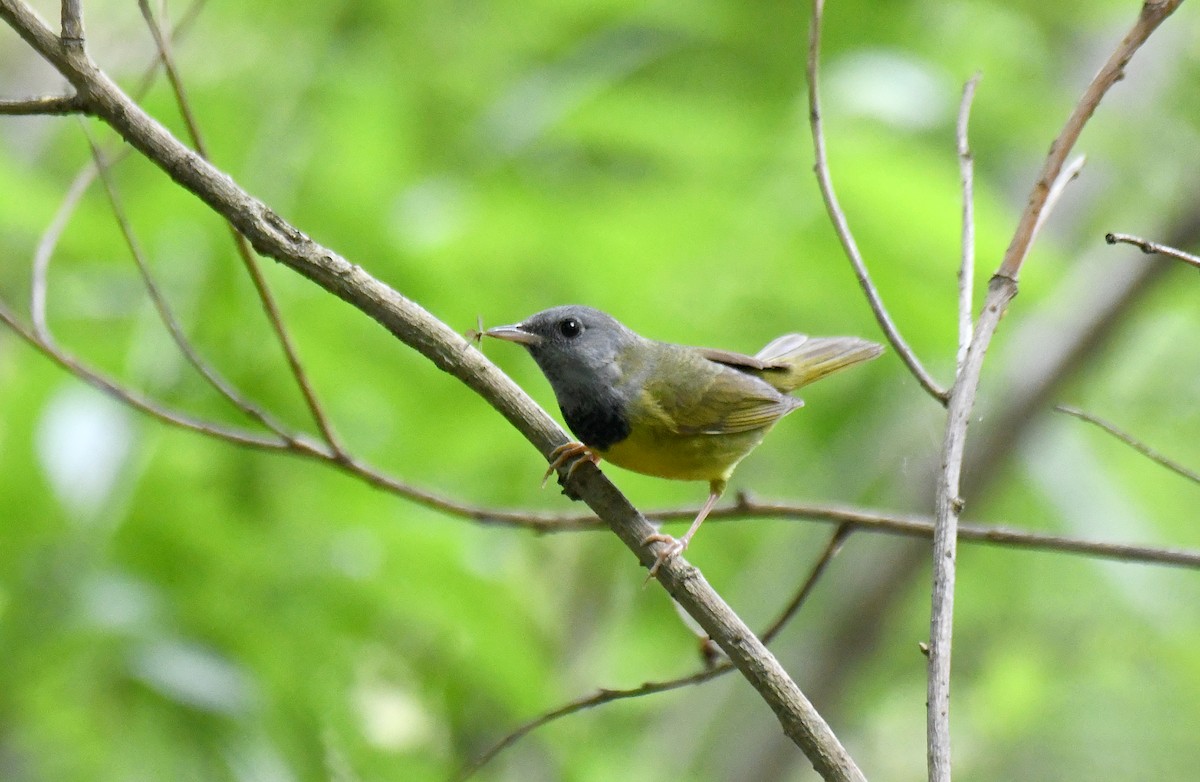 Mourning Warbler - ML620273332