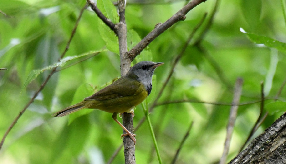 Mourning Warbler - ML620273334