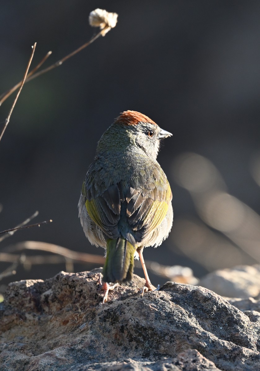 Green-tailed Towhee - ML620273337