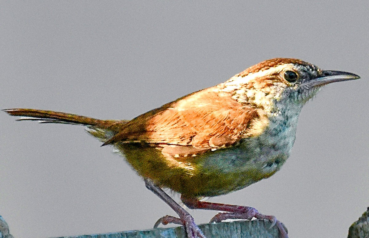 Carolina Wren - ML620273339