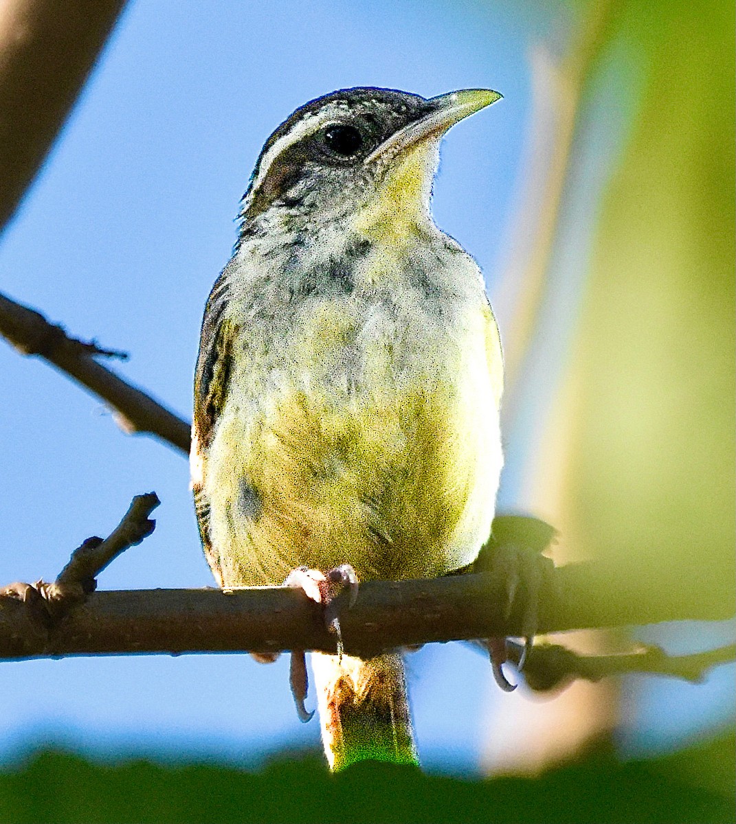 Carolina Wren - ML620273340