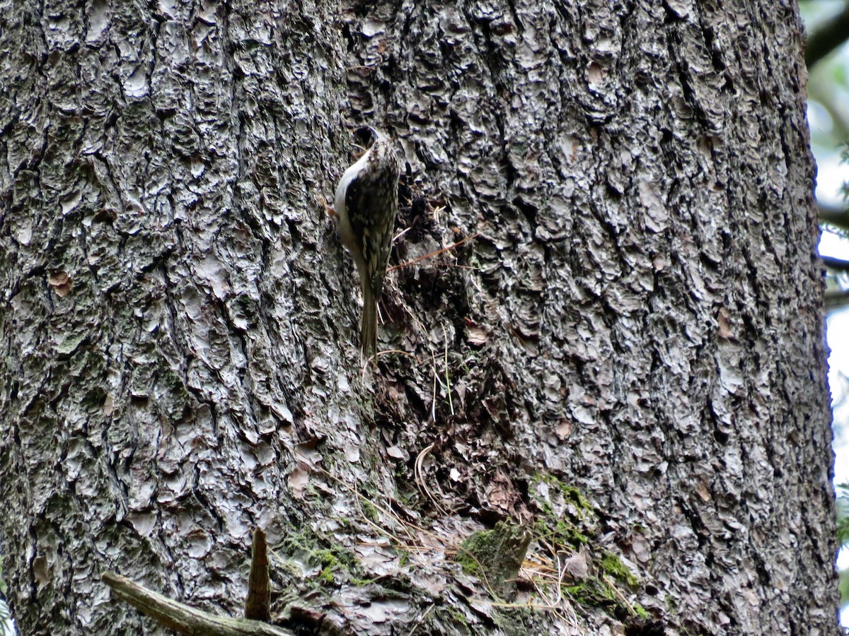 Brown Creeper - ML620273341