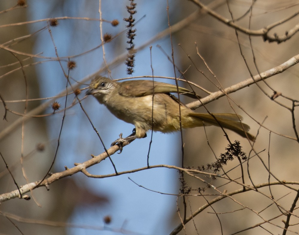 Streak-eared Bulbul - Lindy Fung