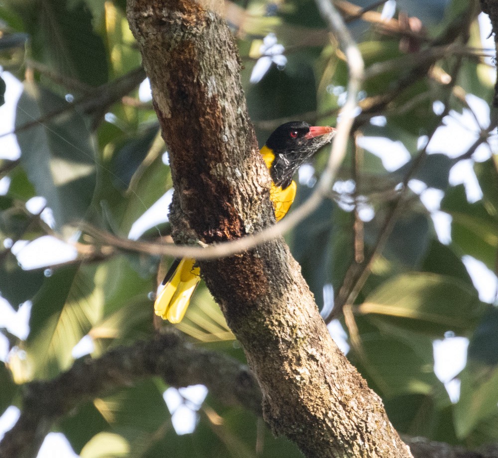 Black-hooded Oriole - ML620273344