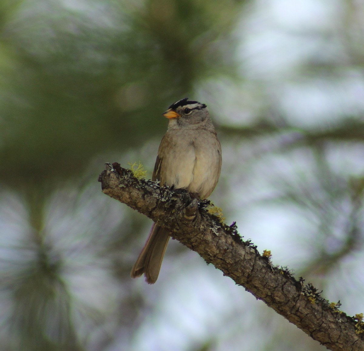 White-crowned Sparrow - ML620273345