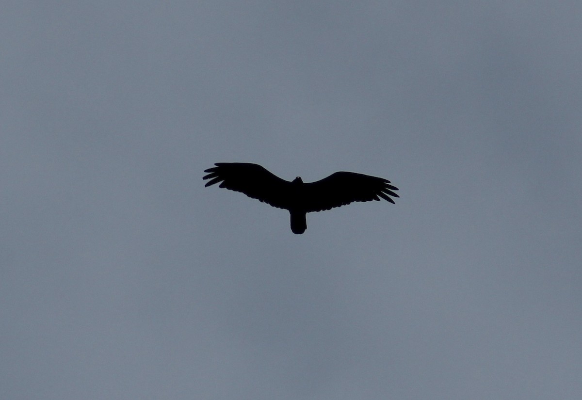 Turkey Vulture - ML620273354