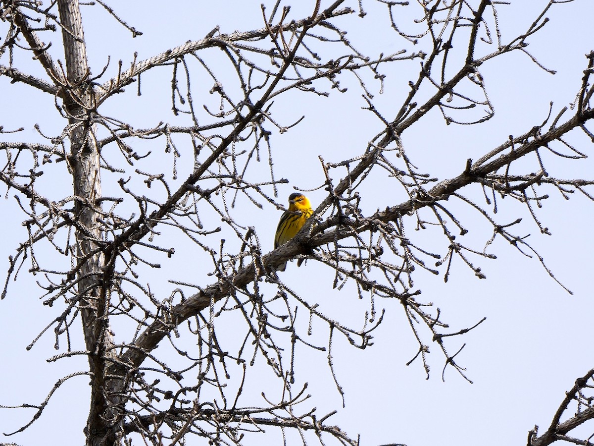 Cape May Warbler - ML620273355