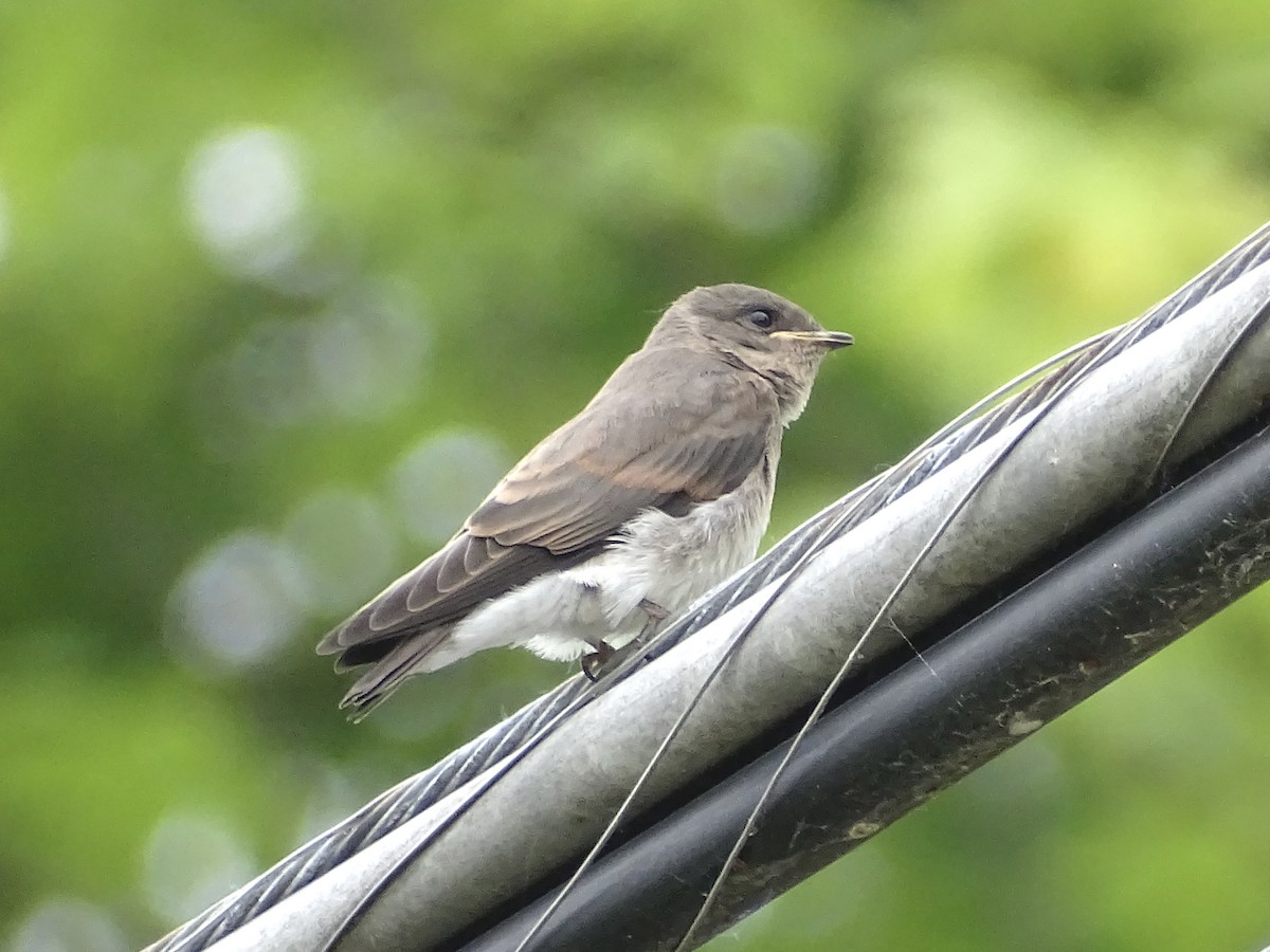 Northern Rough-winged Swallow - ML620273357