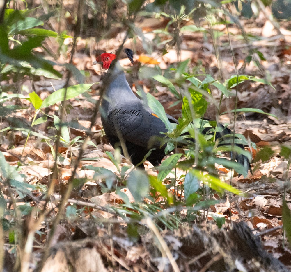 Siamese Fireback - ML620273358