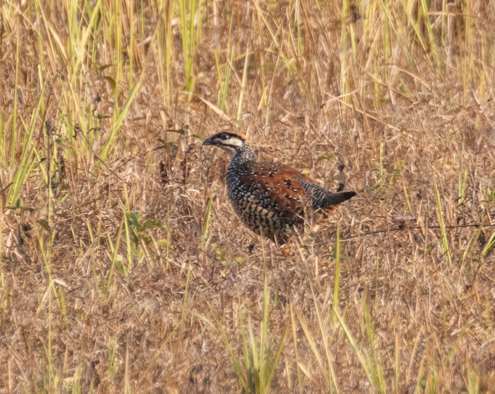 Chinese Francolin - ML620273363