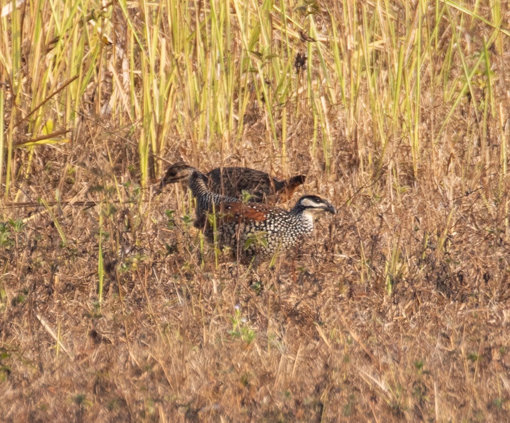 Francolin perlé - ML620273364