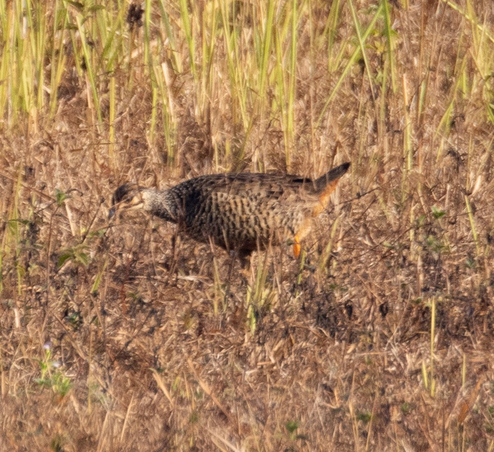 Chinese Francolin - ML620273365