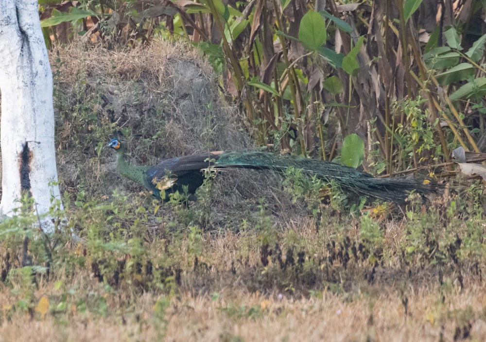 Green Peafowl - ML620273368