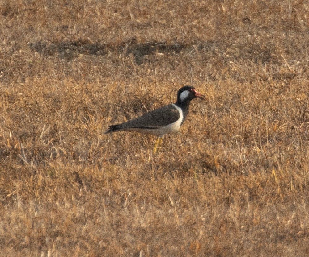 Red-wattled Lapwing - ML620273370