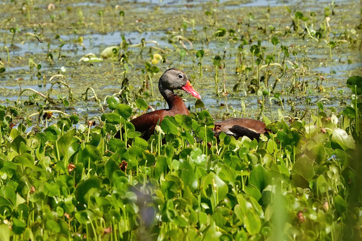 Black-bellied Whistling-Duck - ML620273371