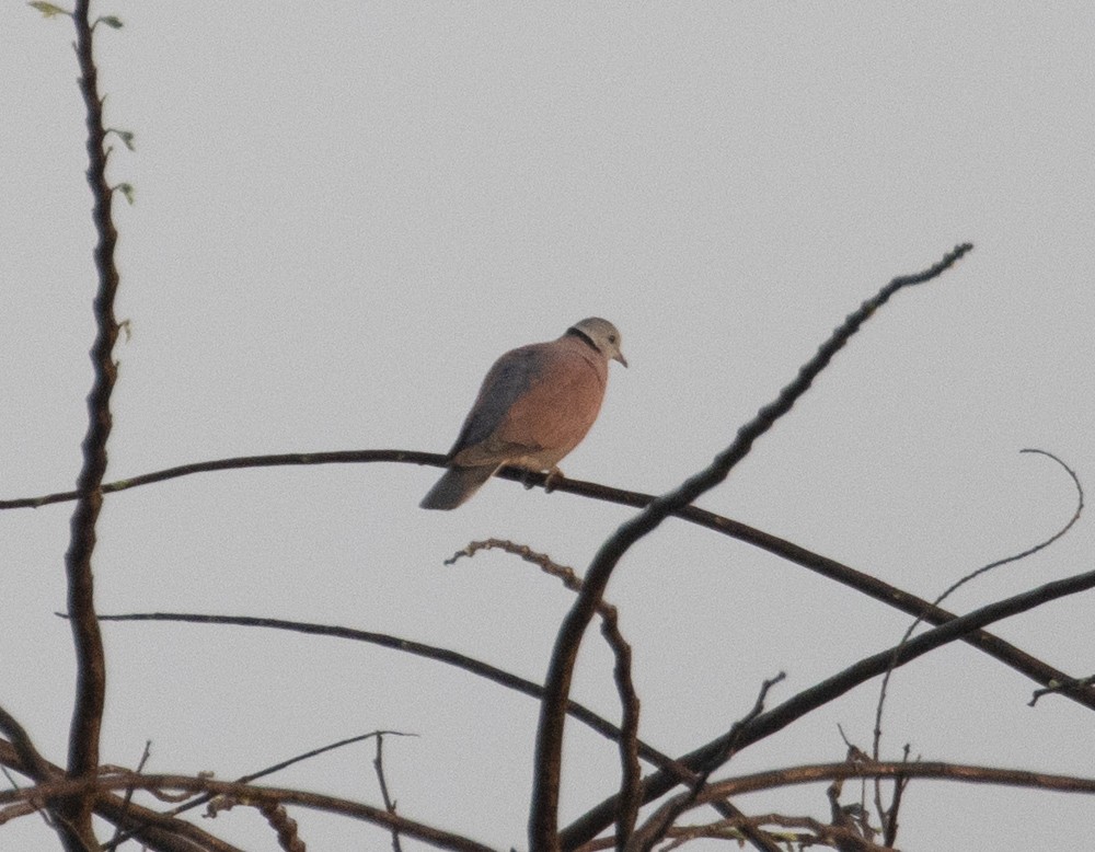 Red Collared-Dove - ML620273379