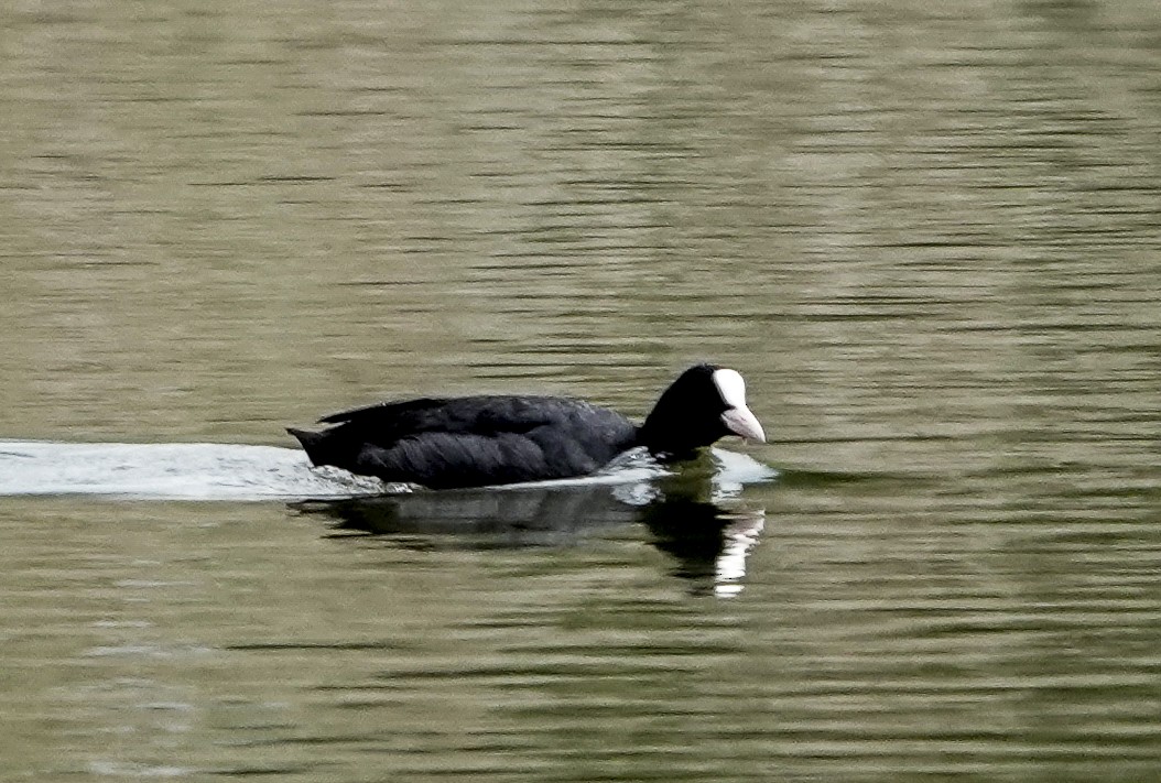 Eurasian Coot - ML620273380