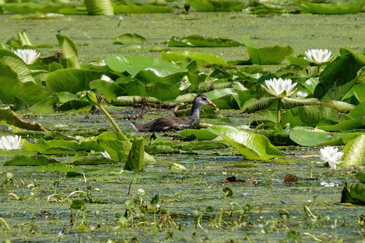 Gallinule d'Amérique - ML620273382