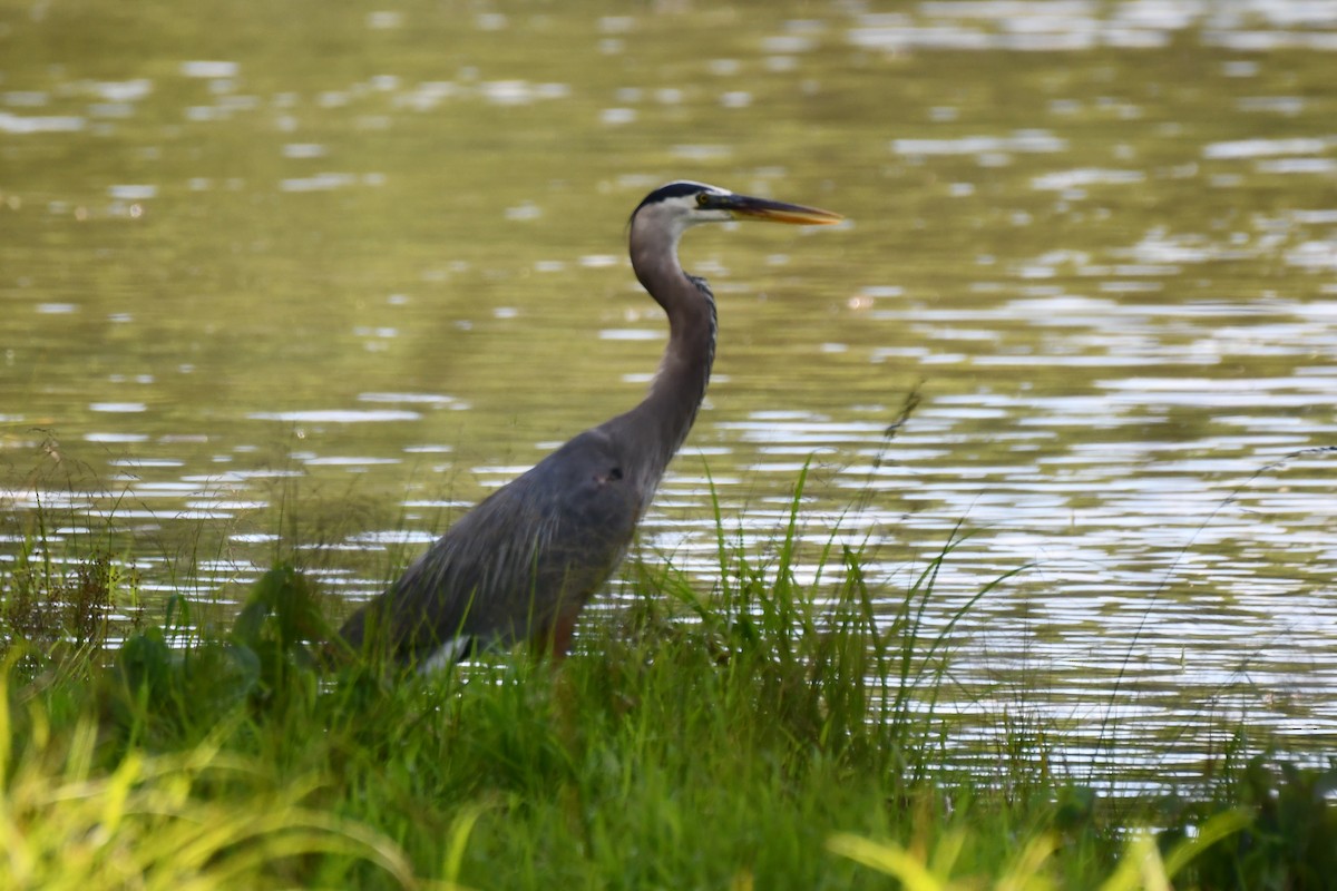 Great Blue Heron - ML620273385