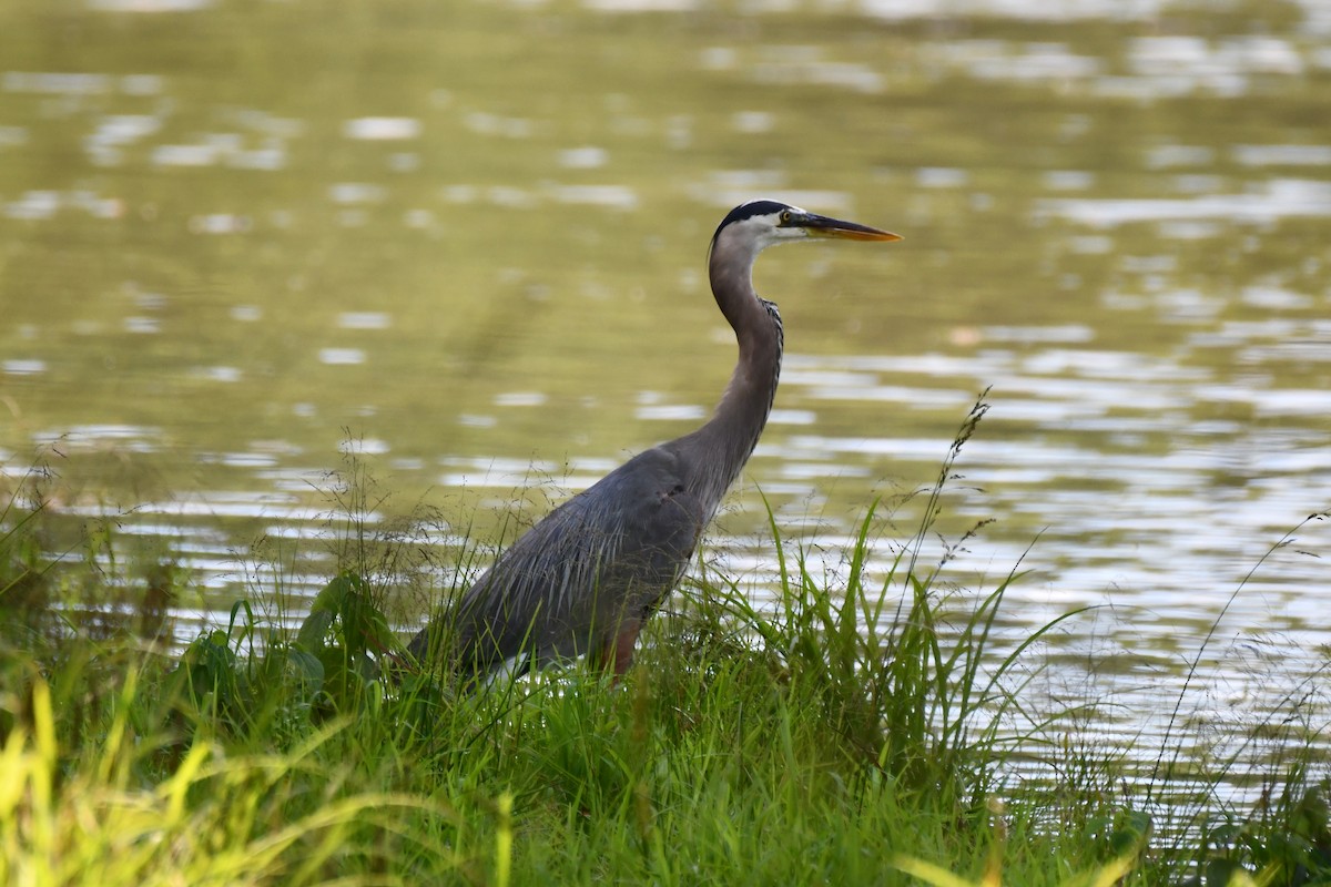 Great Blue Heron - ML620273387