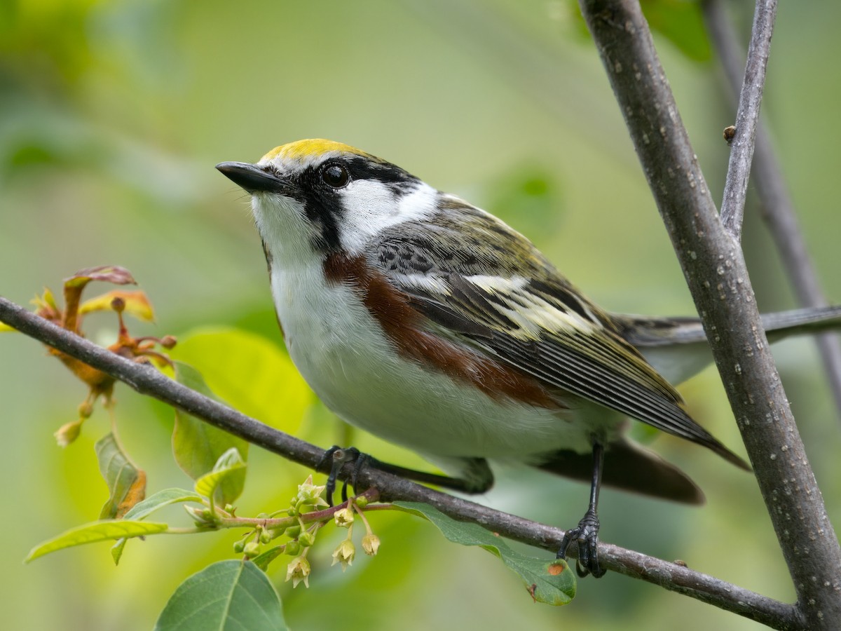 Chestnut-sided Warbler - ML620273391