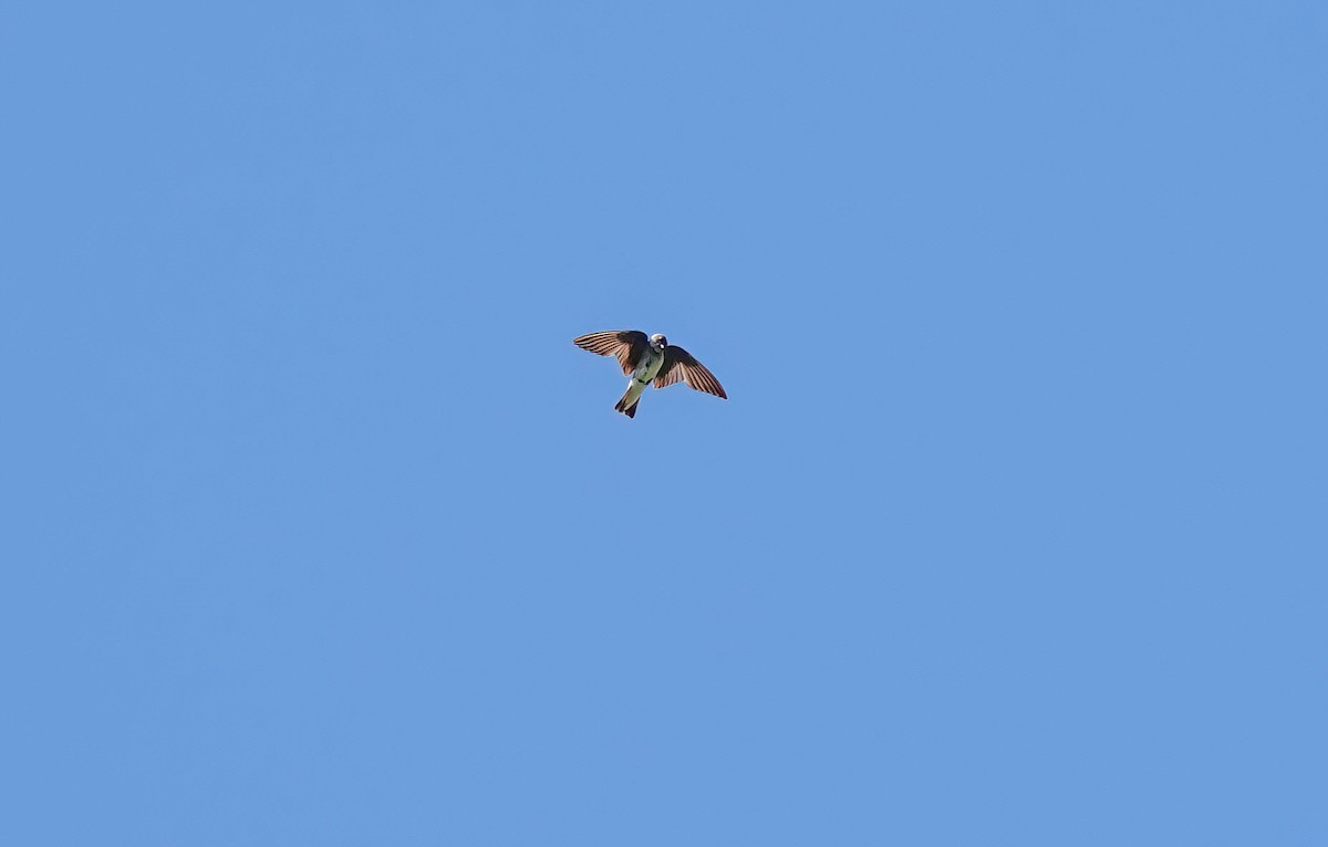 Northern Rough-winged Swallow - ML620273392