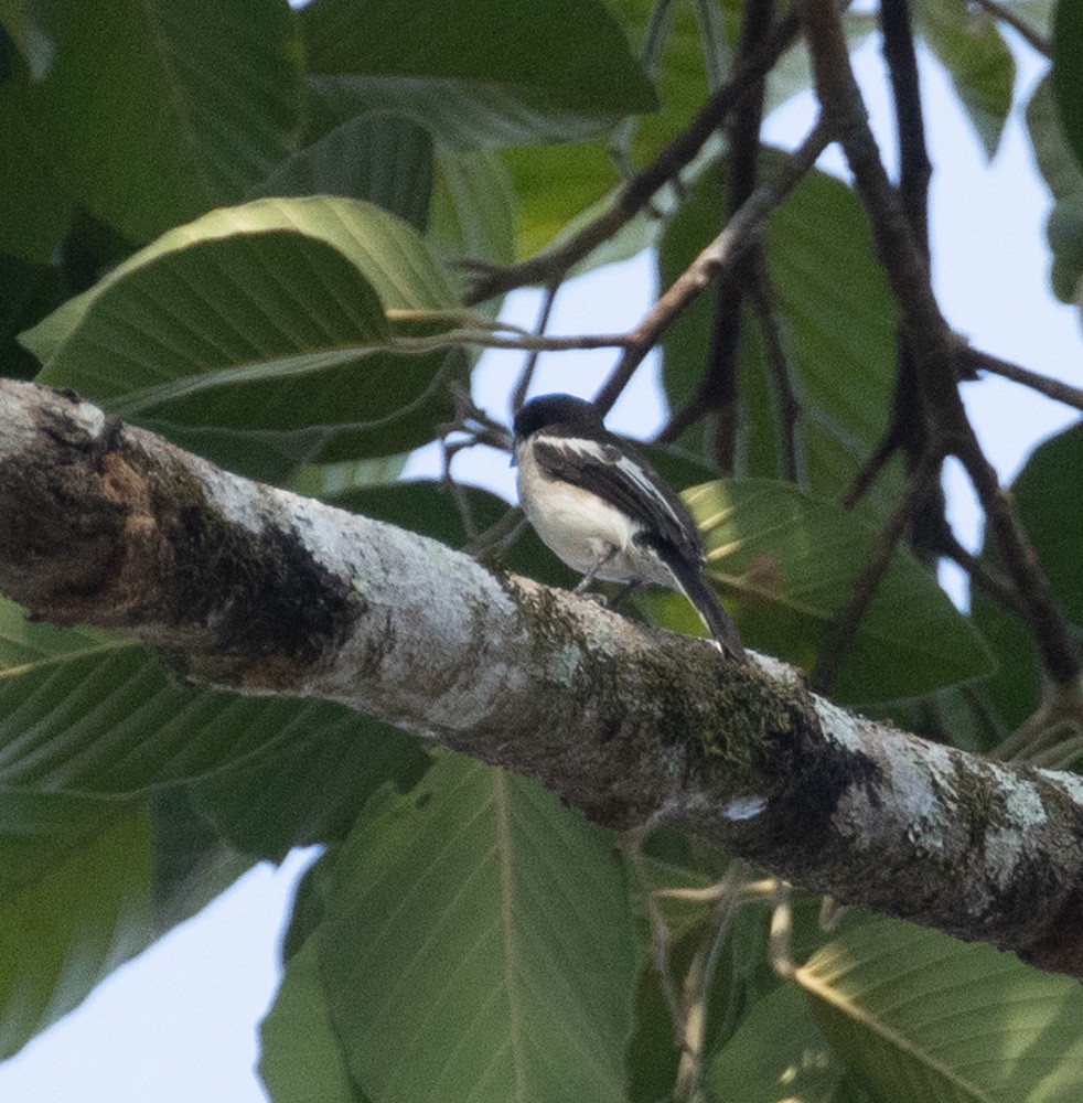 Bar-winged Flycatcher-shrike - ML620273393