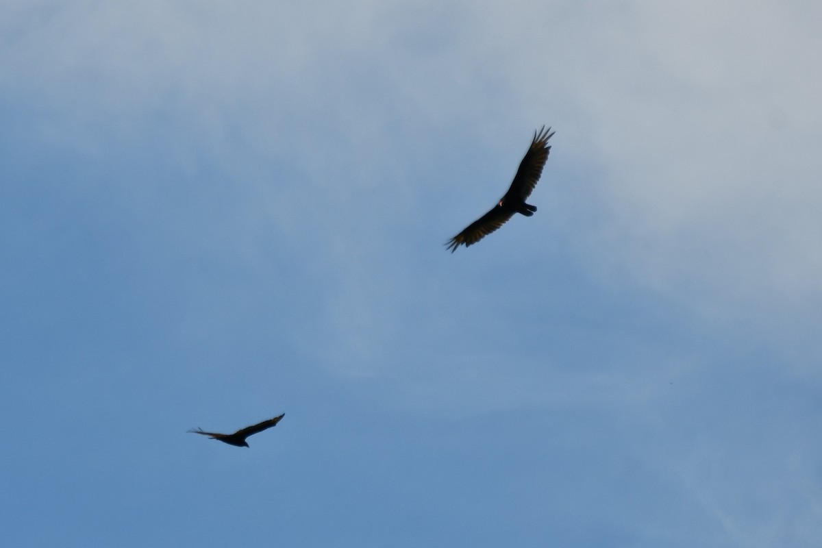 Turkey Vulture - ML620273404