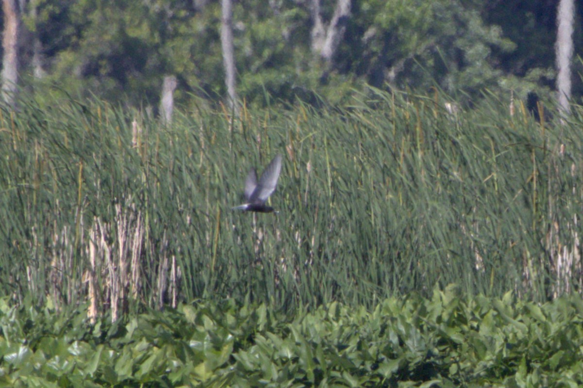 Black Tern - ML620273405