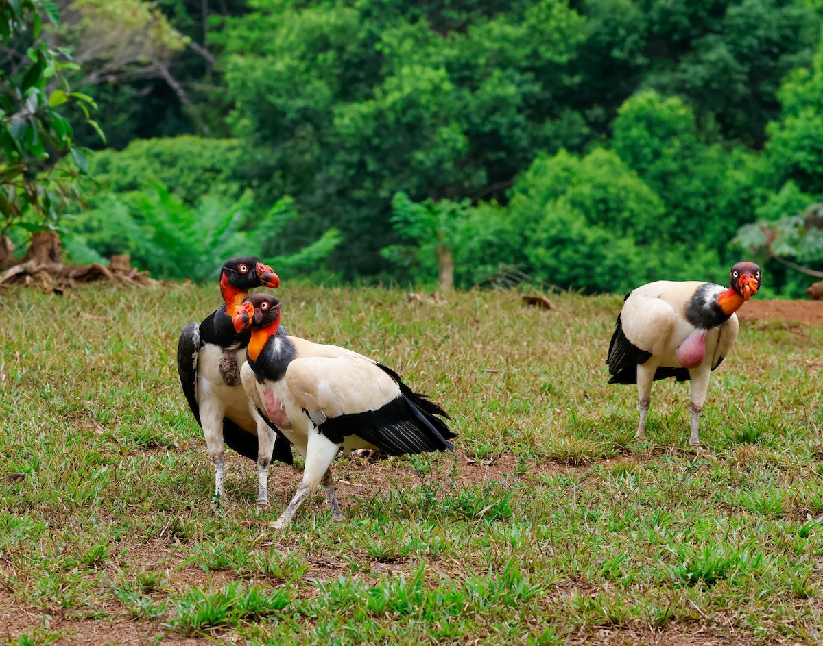 King Vulture - ML620273407