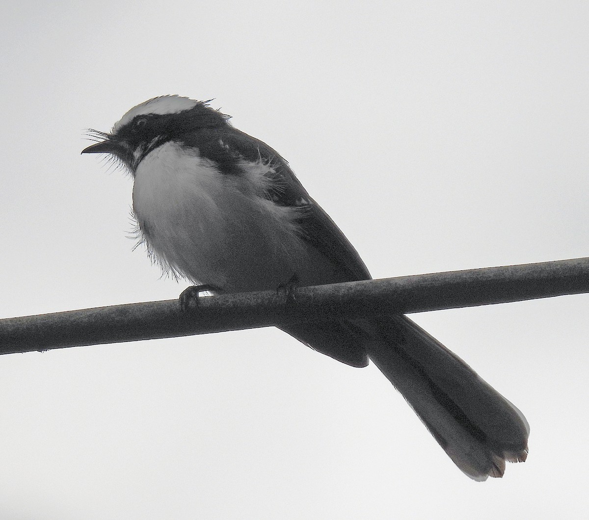 White-browed Fantail - ML620273412