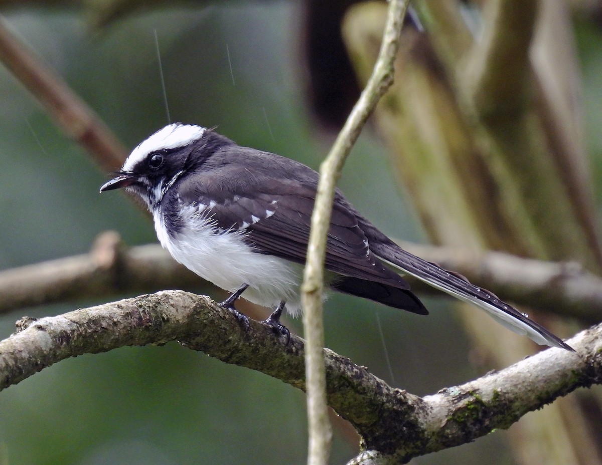 White-browed Fantail - ML620273413
