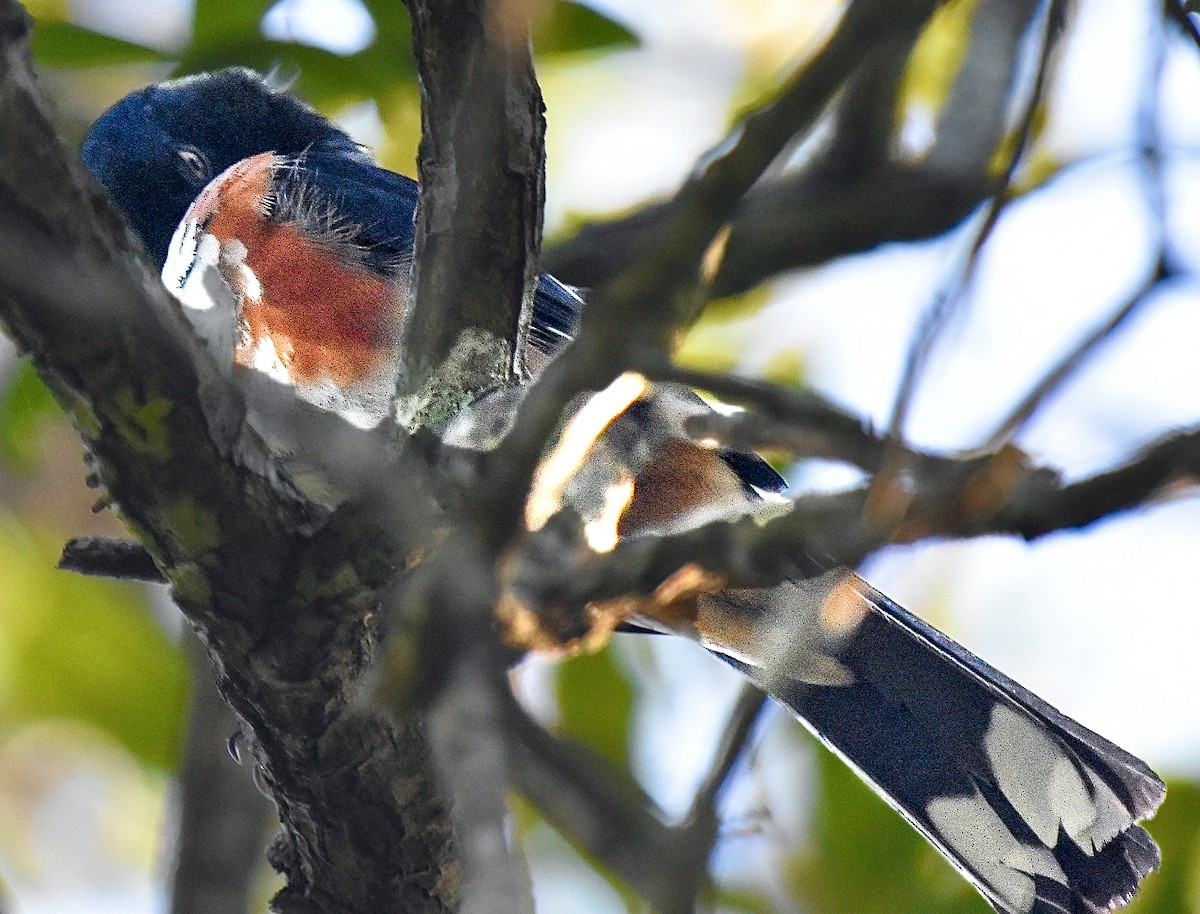 Eastern Towhee - ML620273415