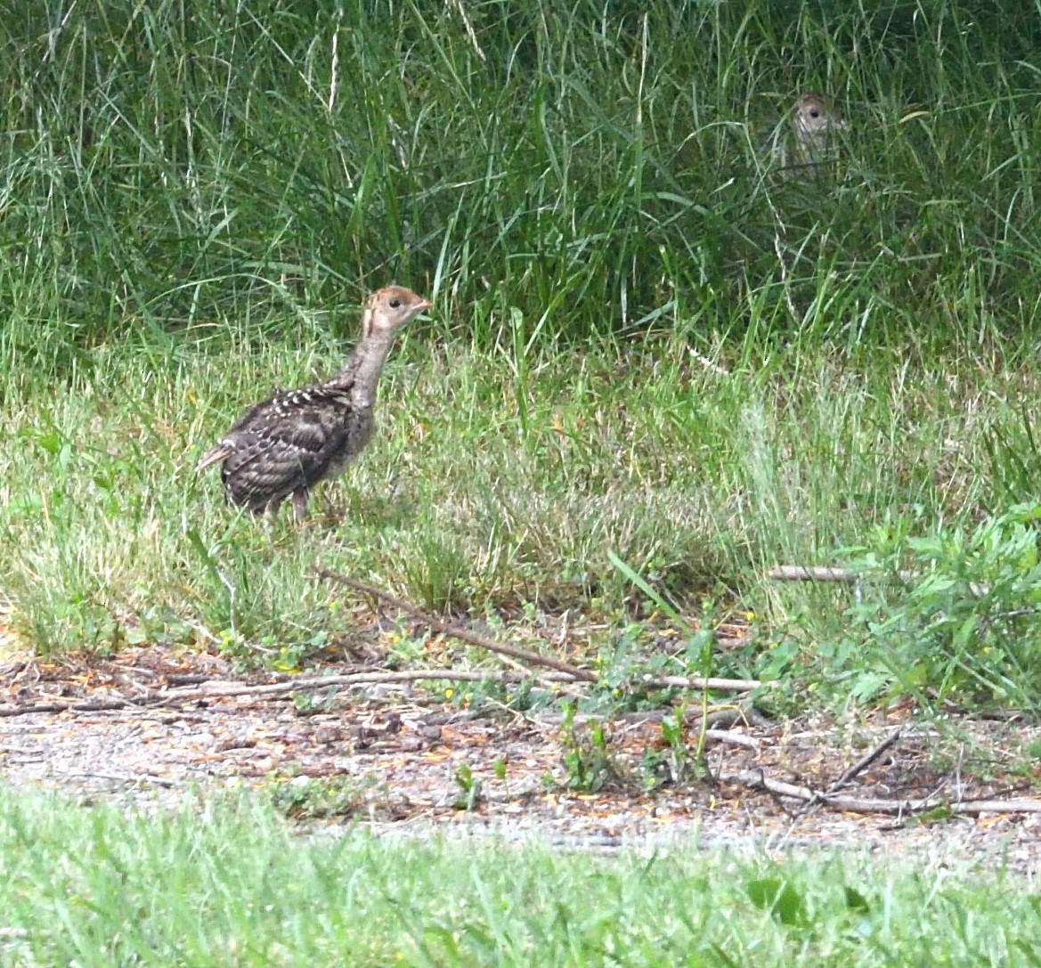 Wild Turkey - ML620273422