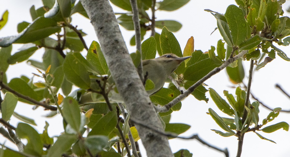 Black-whiskered Vireo - ML620273435