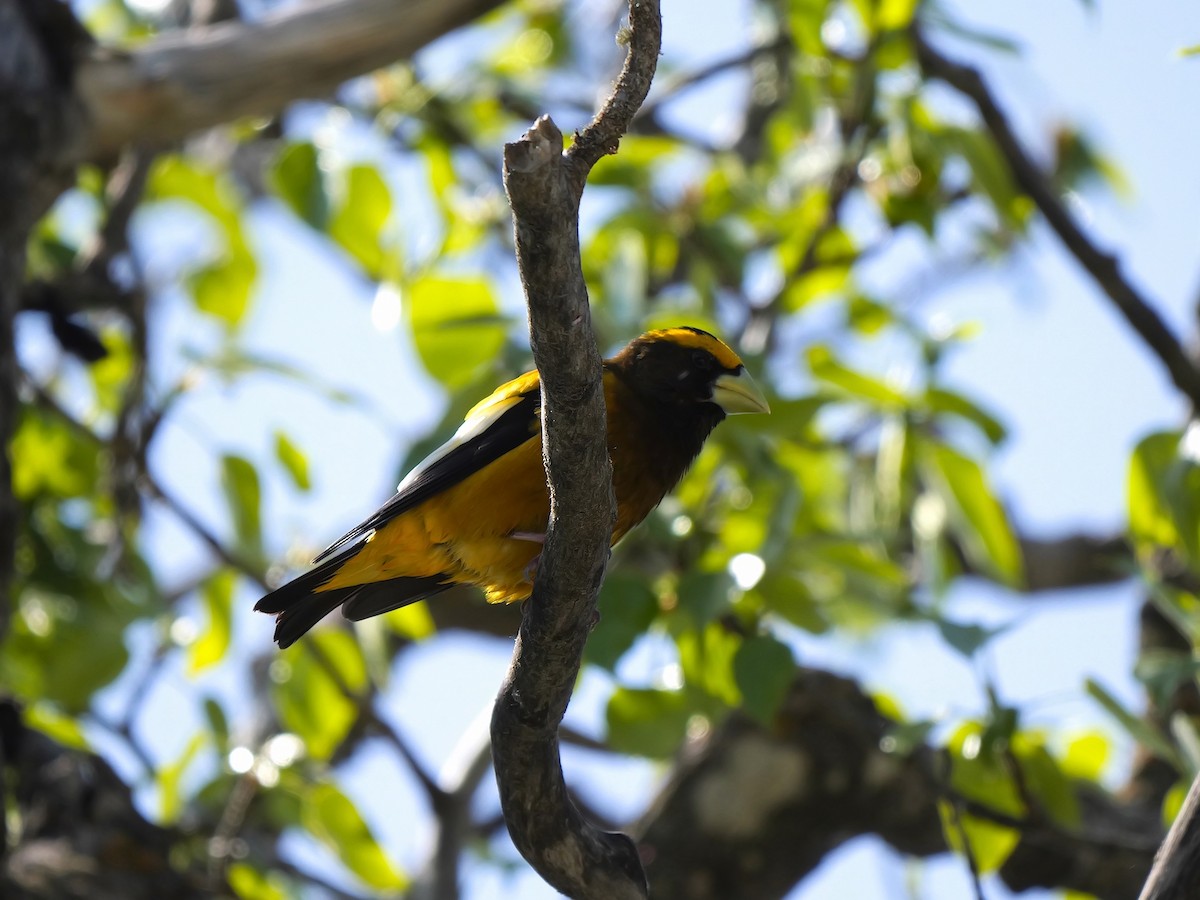 Evening Grosbeak - ML620273438