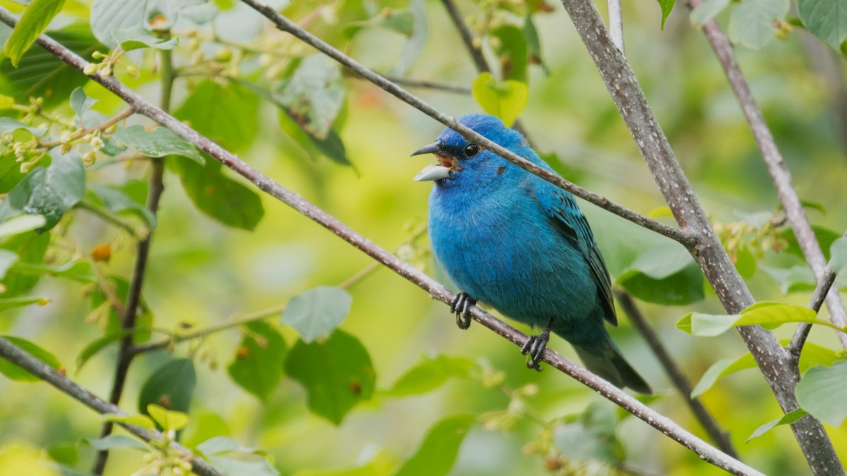 Indigo Bunting - ML620273450