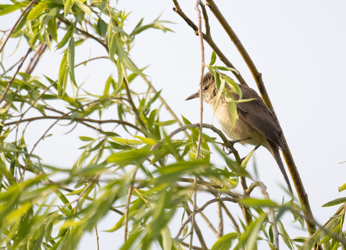 Oriental Reed Warbler - ML620273468