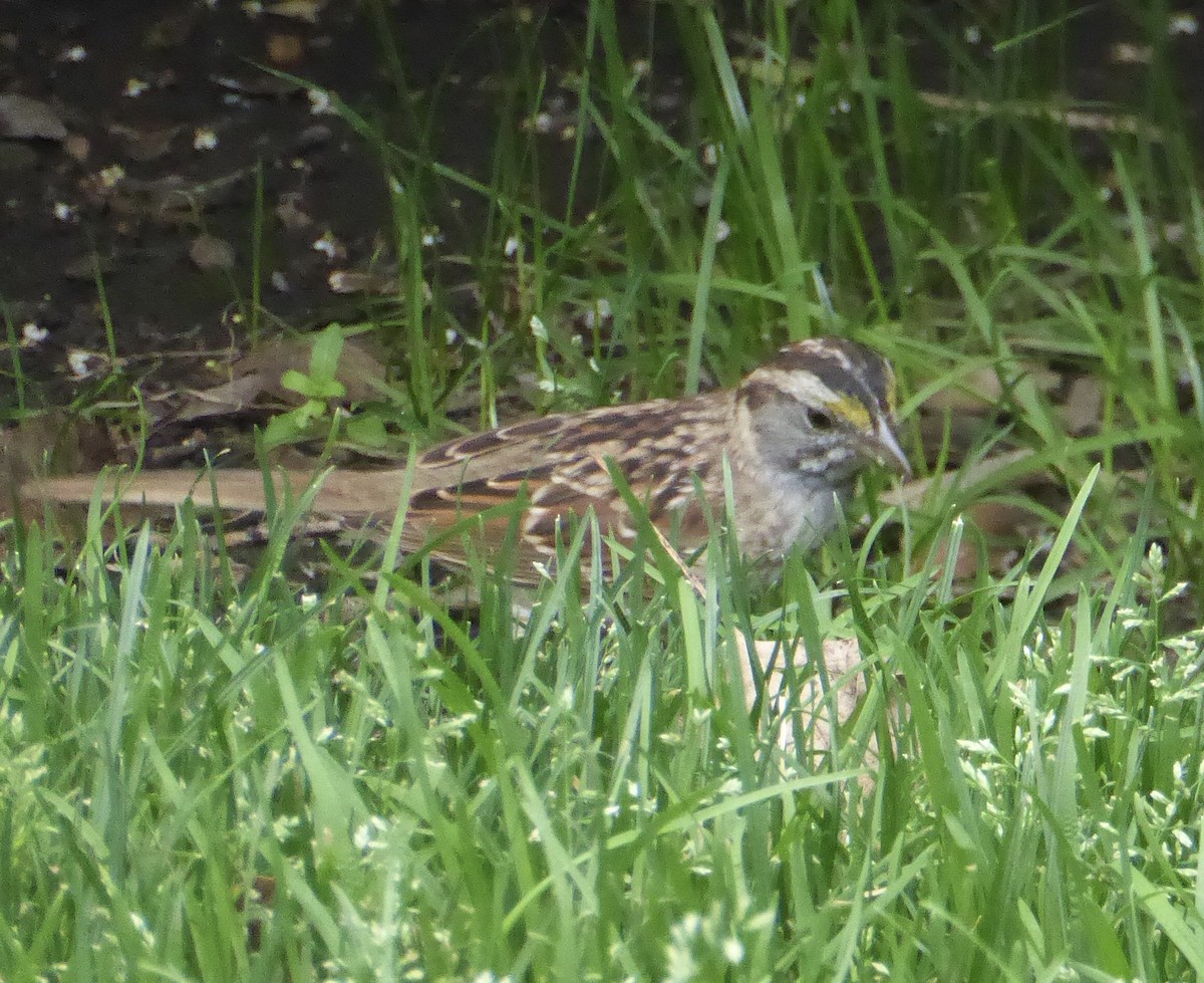 Savannah Sparrow - ML620273469