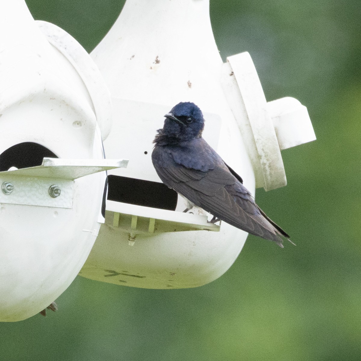 Purple Martin - ML620273471