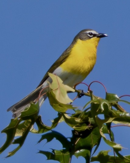 Yellow-breasted Chat - ML620273487