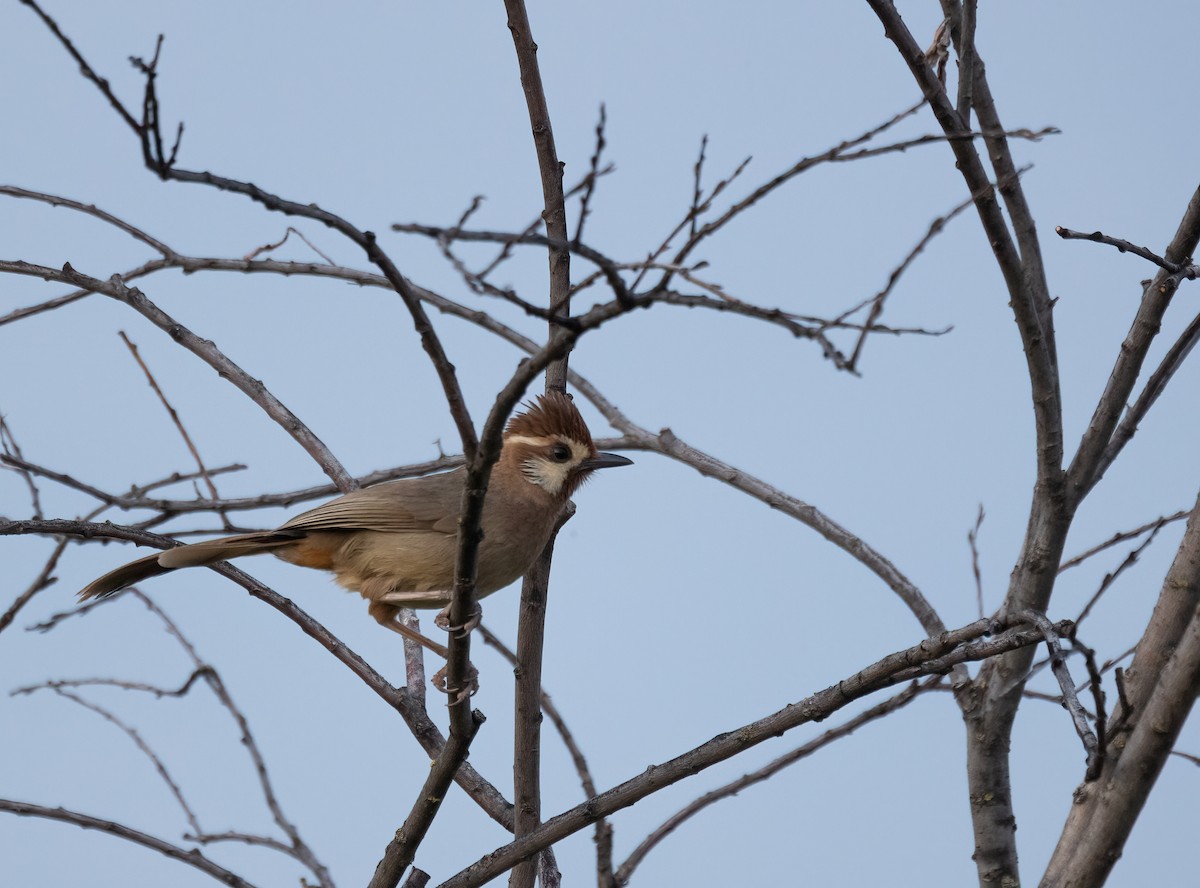 White-browed Laughingthrush - ML620273488