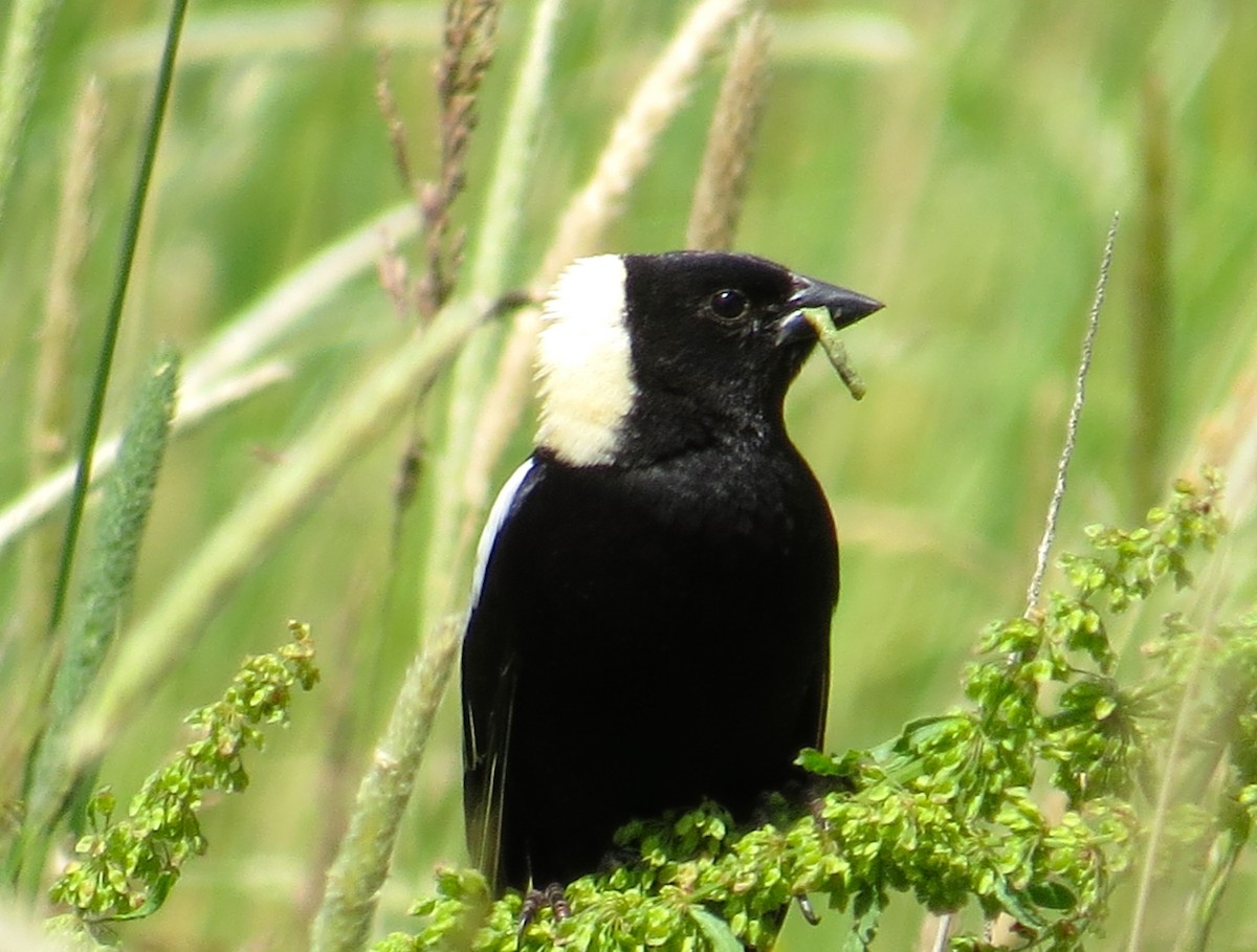 bobolink americký - ML620273490