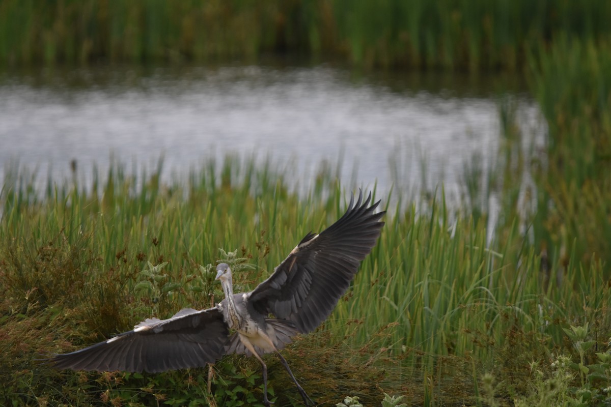 Gray Heron - ML620273499