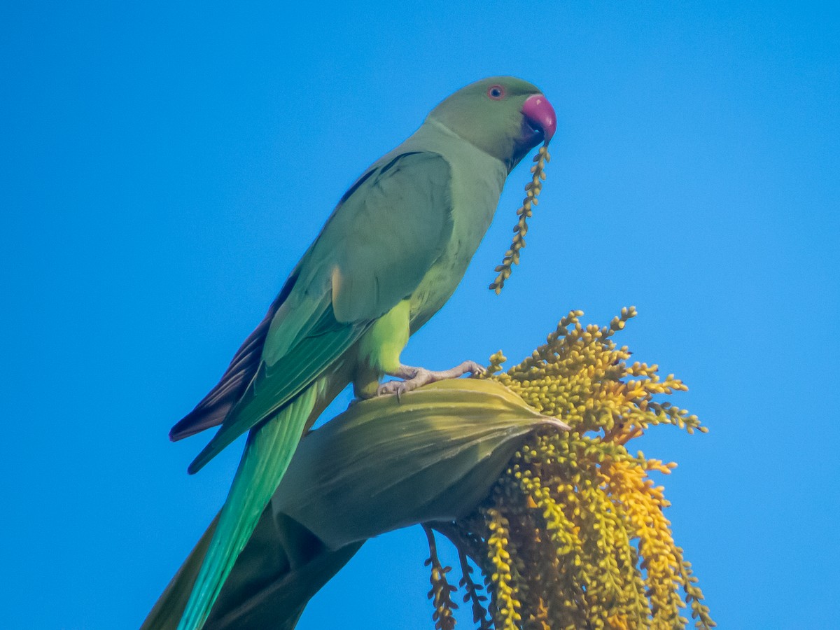 Rose-ringed Parakeet - ML620273500