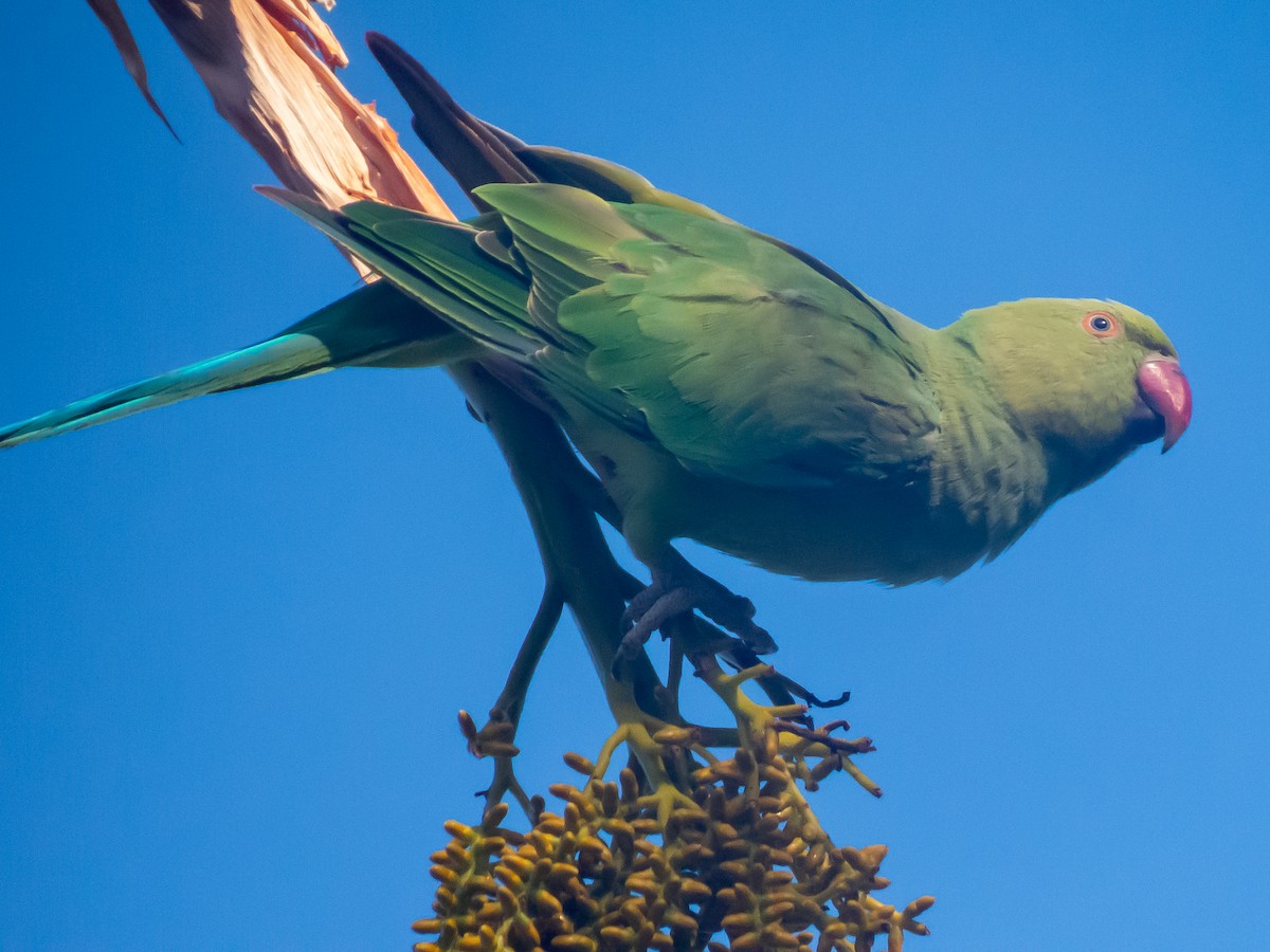 Rose-ringed Parakeet - ML620273501