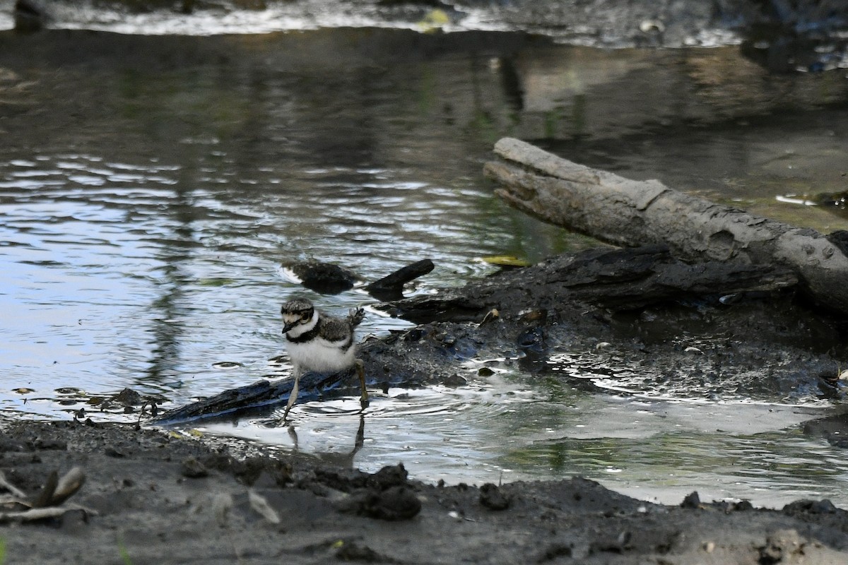 Killdeer - ML620273503