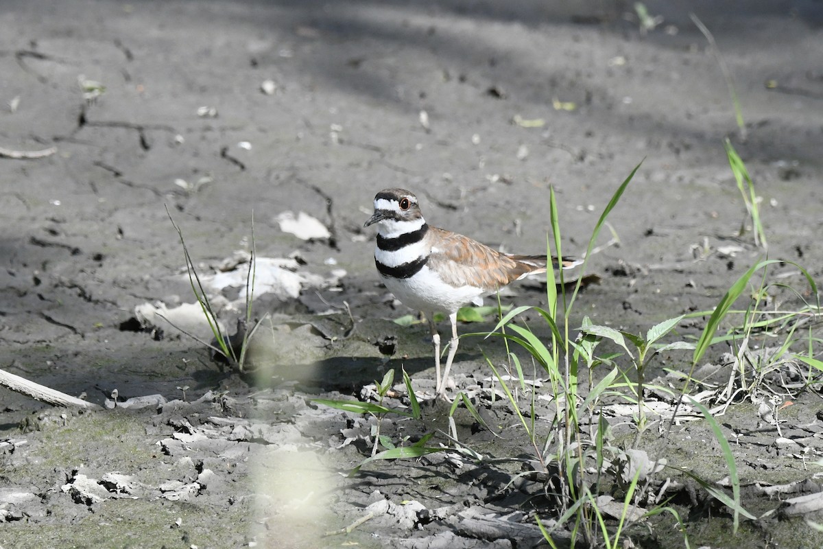 Killdeer - ML620273505